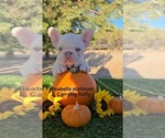 Puppy Puppy 2 purple French Bulldog