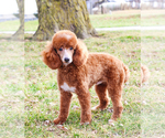 Small Photo #1 Goldendoodle mix (+ Poodle Standard) Puppy For Sale in SYRACUSE, IN, USA