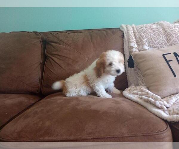 Medium Photo #4 Aussie-Poo Puppy For Sale in HOLMESVILLE, OH, USA
