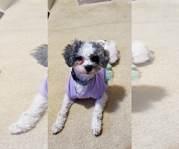 Medium Photo #3 Poodle (Miniature) Puppy For Sale in Pacolet, SC, USA