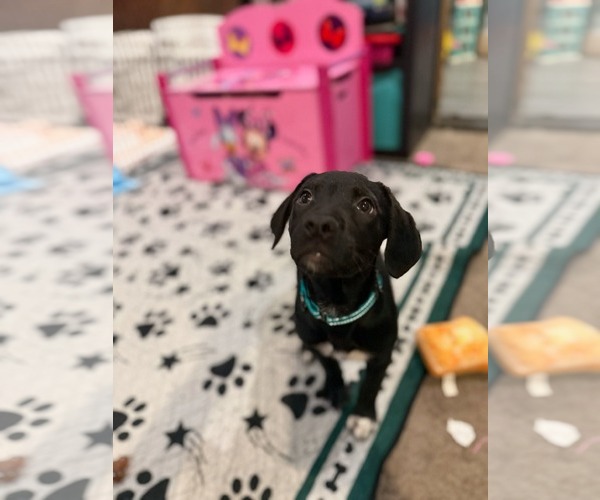 Medium Photo #1 Labrador Retriever-Unknown Mix Puppy For Sale in Woodbury, NY, USA