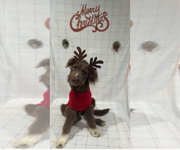 Medium Photo #11 Goldendoodle-Siberian Husky Mix Puppy For Sale in MERRILLVILLE, IN, USA