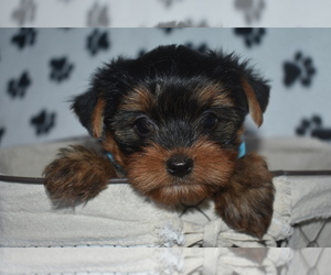 Yorkshire Terrier Puppy for sale in FAIRFAX, MO, USA