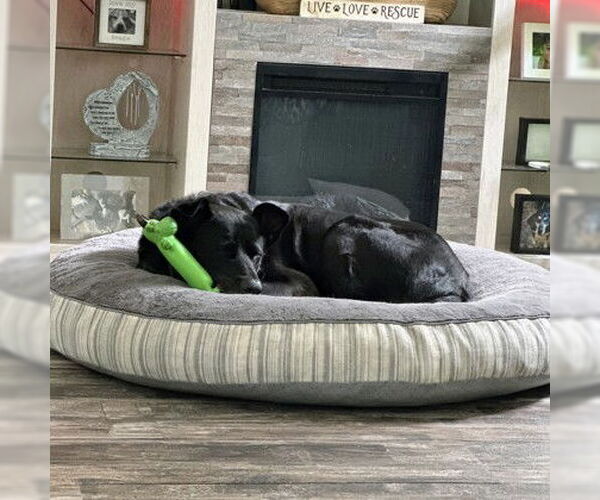 Medium Photo #3 Retriever -Unknown Mix Puppy For Sale in North Myrtle Beach, SC, USA
