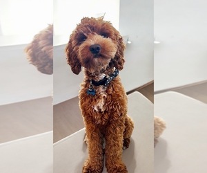 Father of the Goldendoodle (Miniature) puppies born on 09/19/2025