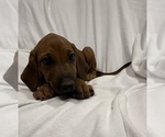 Puppy Teal Girl Rhodesian Ridgeback