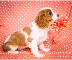 Small Photo #3 Cavalier King Charles Spaniel Puppy For Sale in WAKARUSA, IN, USA