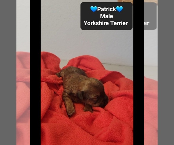 Medium Photo #3 Yorkshire Terrier Puppy For Sale in TUCSON, AZ, USA