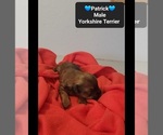 Small #2 Yorkshire Terrier