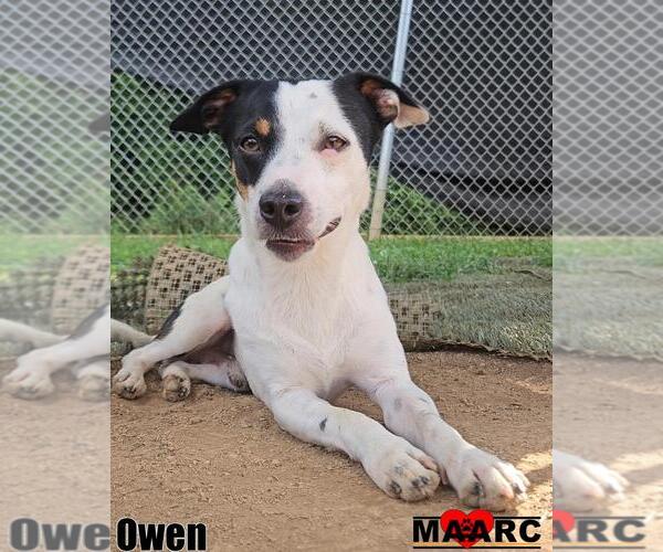 Medium Photo #2 Jack Russell Terrier-Unknown Mix Puppy For Sale in Maryville, TN, USA