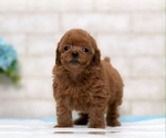 Small #6 Poodle (Toy)