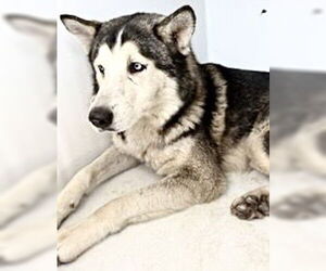Siberian Husky Dogs for adoption in Houston, TX, USA