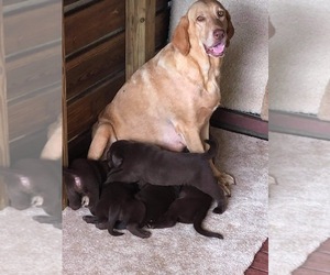 Mother of the Labrador Retriever puppies born on 10/25/2023