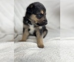 Puppy 6 Collie-German Shepherd Dog Mix