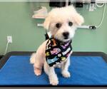 Small #1 Poodle (Miniature)