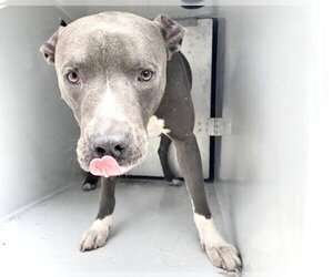 American Pit Bull Terrier Dogs for adoption in Houston, TX, USA