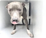 Small American Pit Bull Terrier