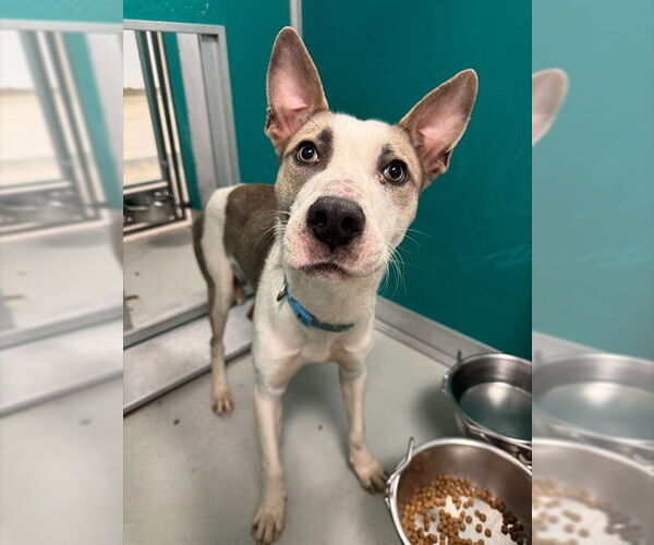 Medium Photo #1 Mutt Puppy For Sale in Oklahoma City, OK, USA