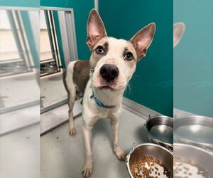 Mutt Dogs for adoption in Oklahoma City, OK, USA