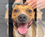 Small American Pit Bull Terrier