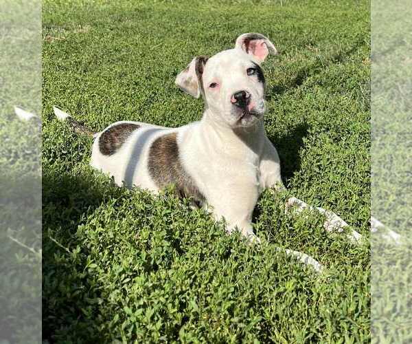 Medium Photo #1 Boxer-Unknown Mix Puppy For Sale in Aurora, IN, USA