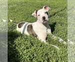 Small Boxer Mix
