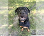 Small #7 Rottweiler Mix