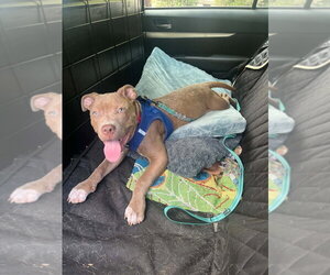 Una - Female Mutt Dog for Adoption - Photo #2