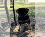 Small Photo #5 German Shepherd Dog Puppy For Sale in E LAURINBURG, NC, USA