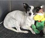 Small #1 Chihuahua Mix