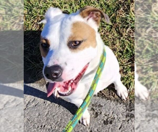 Medium Photo #2 Mutt Puppy For Sale in Rockaway, NJ, USA