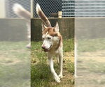 Small #1 Siberian Husky Mix