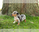Small Photo #26 Dachshund Puppy For Sale in BREMEN, IN, USA