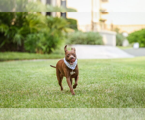 Medium Photo #3 Mutt Puppy For Sale in  Gainesville, FL, USA
