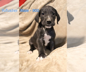 Great Dane Puppy for sale in MONCLOVA, OH, USA