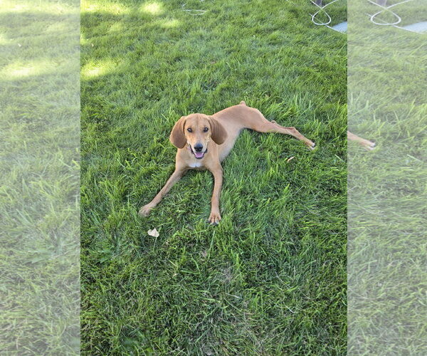 Medium Photo #1 Mutt Puppy For Sale in MIDWAY, UT, USA
