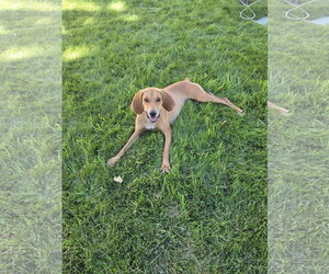 Mutt Dogs for adoption in MIDWAY, UT, USA