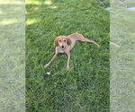 Naomi - Female Mutt Dog for Adoption - Small photo