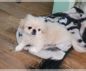 Pekingese Puppy for sale in COLUMBIA, SC, USA