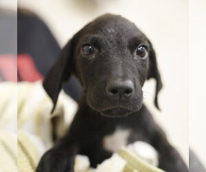 Plott Hound-Unknown Mix Dogs for adoption in San Antonio, TX, USA