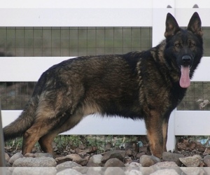 Father of the German Shepherd Dog puppies born on 02/02/2026