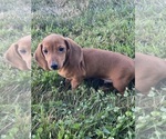 Small #1 Dachshund