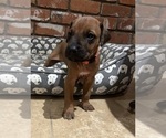 Small #13 Rhodesian Ridgeback