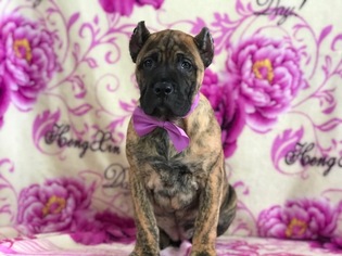 Presa Canario Puppy for sale in EAST EARL, PA, USA