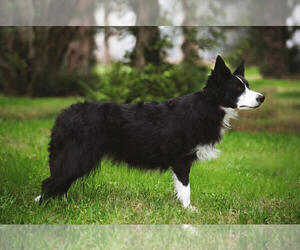 Mother of the Border Collie puppies born on 05/24/2025