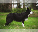Small Photo #1 Border Collie Puppy For Sale in MARIPOSA, CA, USA