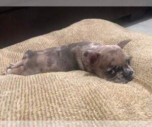 French Bulldog Puppy for sale in HOUSTON, TX, USA