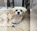 Small Photo #3 Maltese-Unknown Mix Puppy For Sale in Lake Elsinore, CA, USA