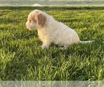 Small Photo #4 Goldendoodle (Miniature) Puppy For Sale in CRAIGVILLE, IN, USA