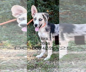 Flora - Female Red Heeler-Unknown Mix Dog for Adoption - Photo #3